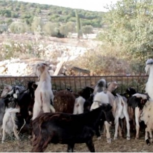养殖场中的一群山羊